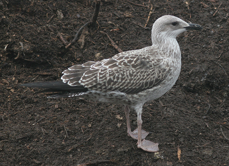 Larus fuscus