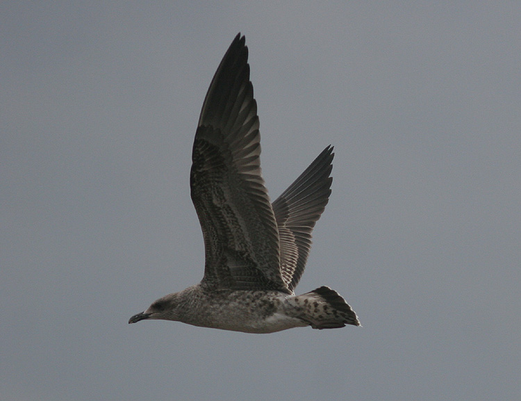 Larus fuscus