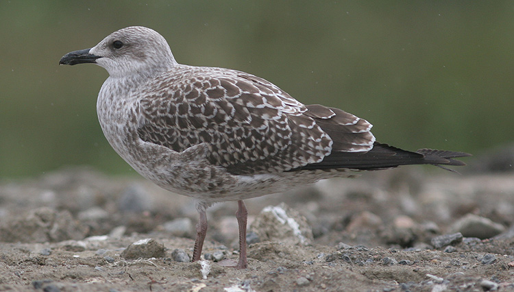 Larus fuscus