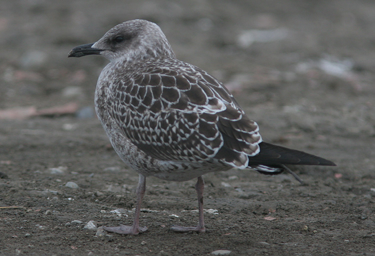 Larus fuscus