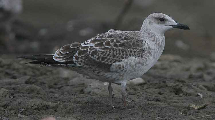 Larus fuscus