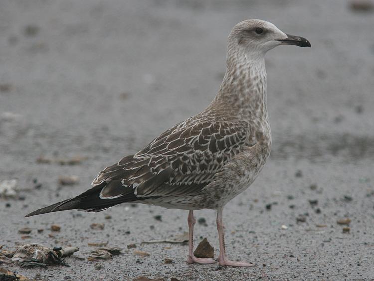 Larus fuscus