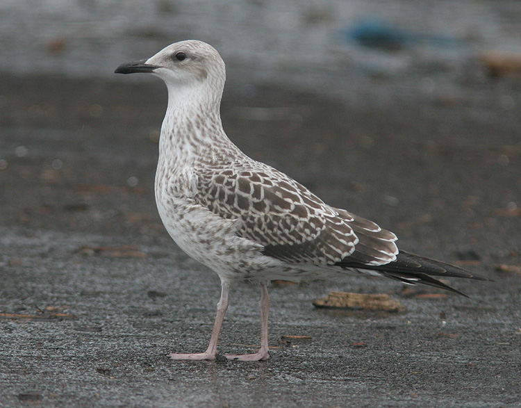 Larus fuscus