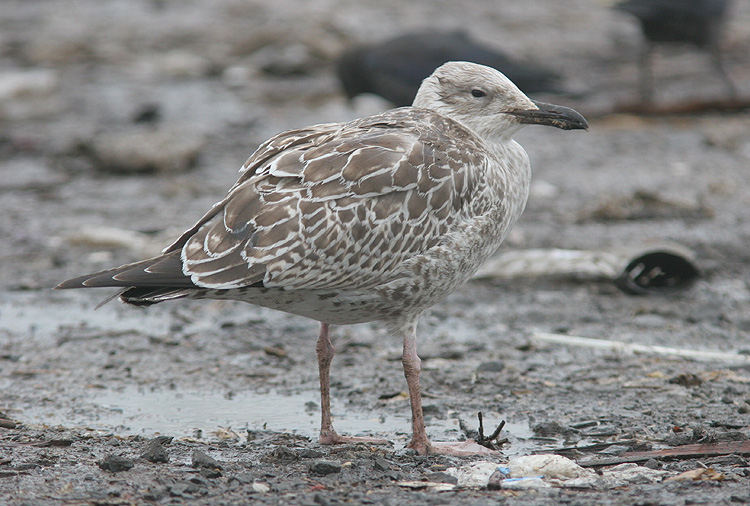 Larus cachinnans