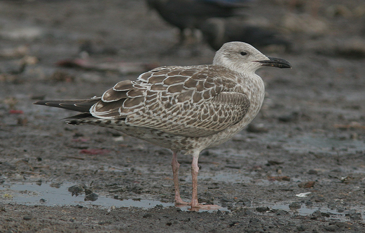 Larus cachinnans