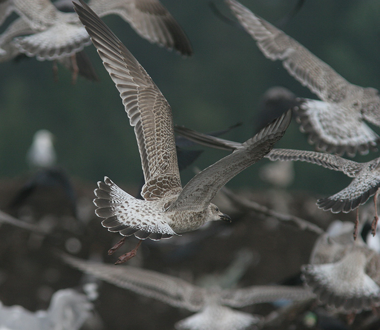 Larus cachinnans