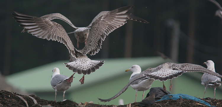Larus cachinnans