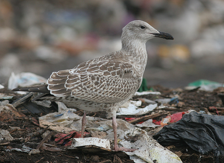 Larus cachinnans