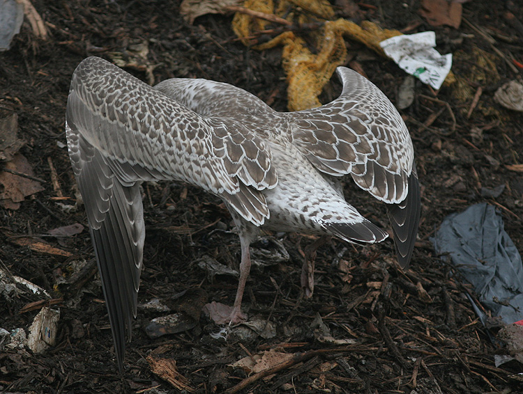 Larus cachinnans