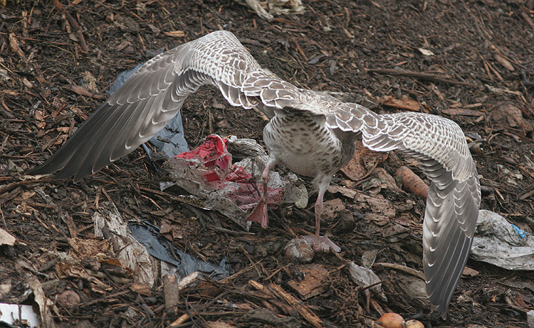 Larus cachinnans