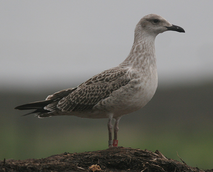 Larus fuscus