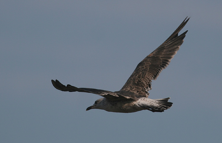 Larus fuscus