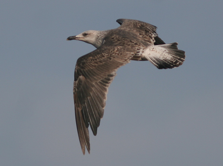Larus fuscus