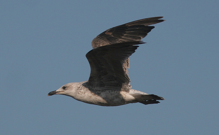 Larus fuscus