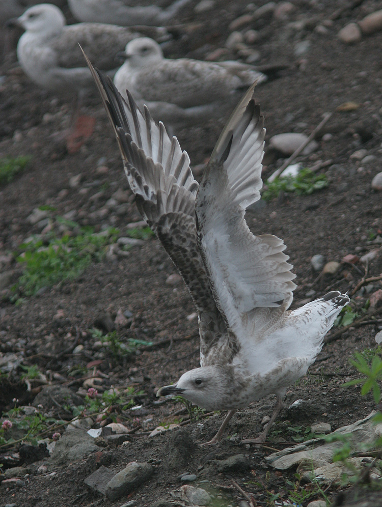 Larus cachinnans