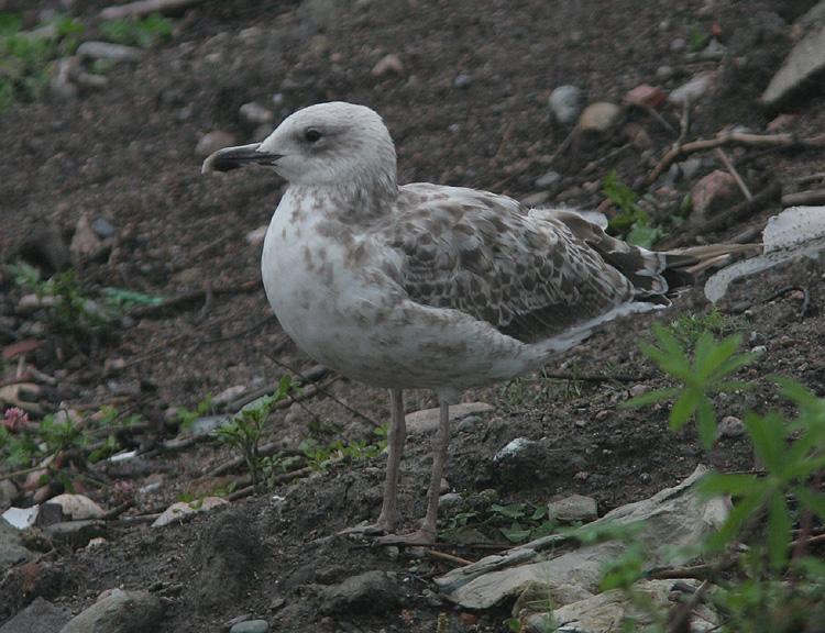 Larus cachinnans