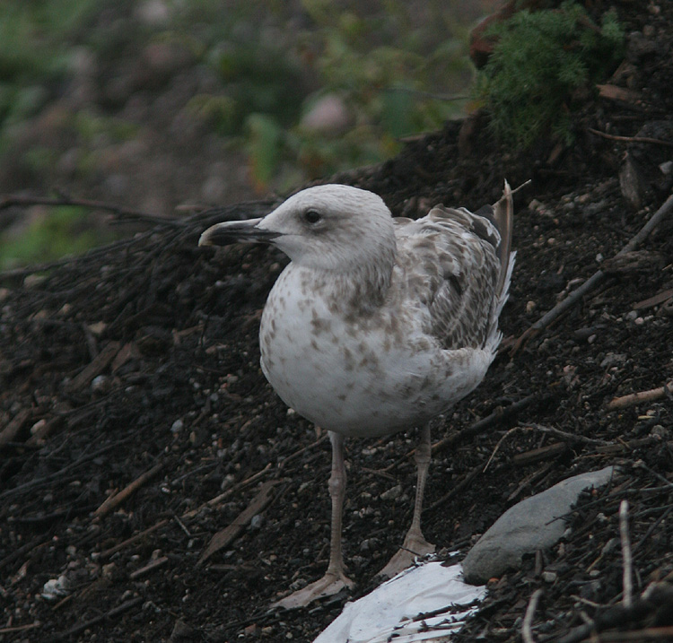 Larus cachinnans
