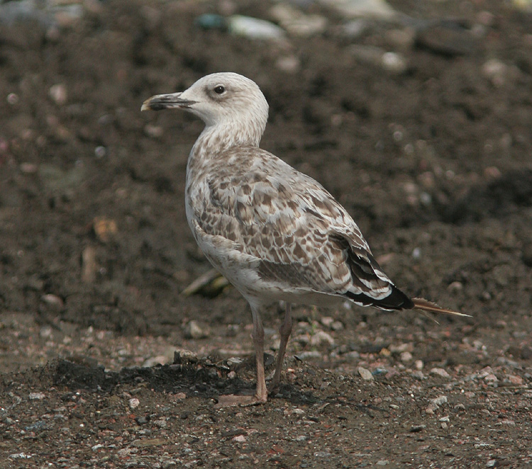Larus cachinnans