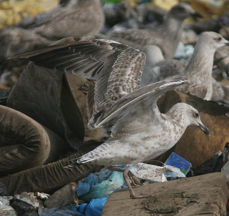 Larus cachinnans