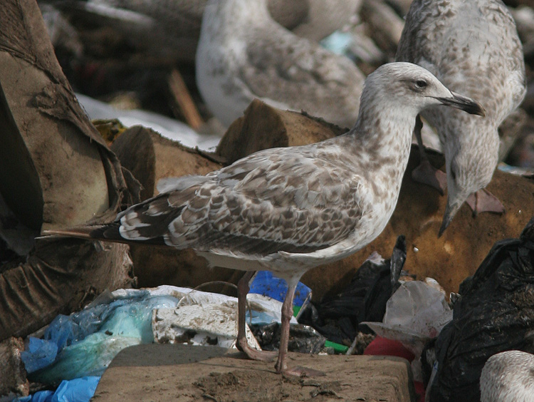 Larus cachinnans
