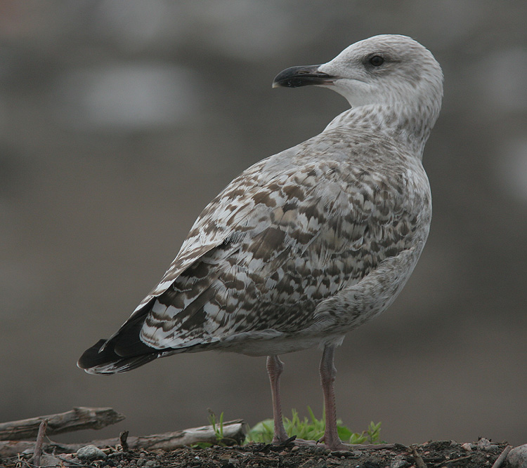 Larus argentatus