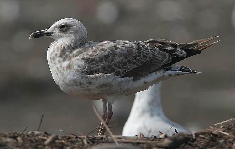 Larus cachinnans