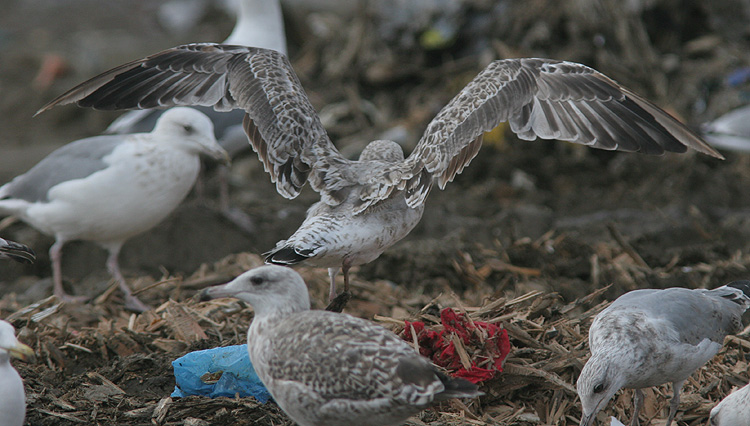 Larus cachinnans