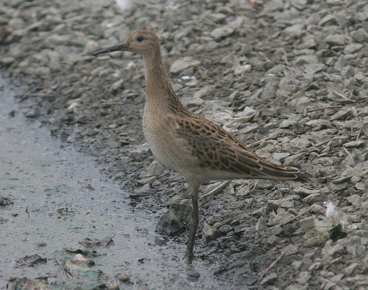 Philomachus pugnax