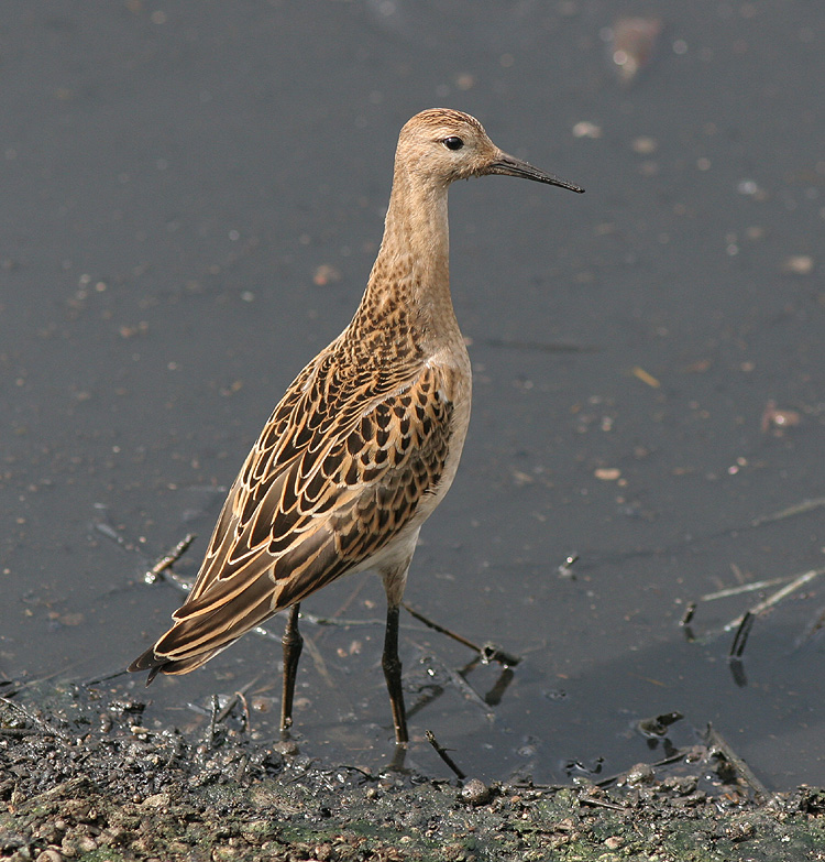 Philomachus pugnax