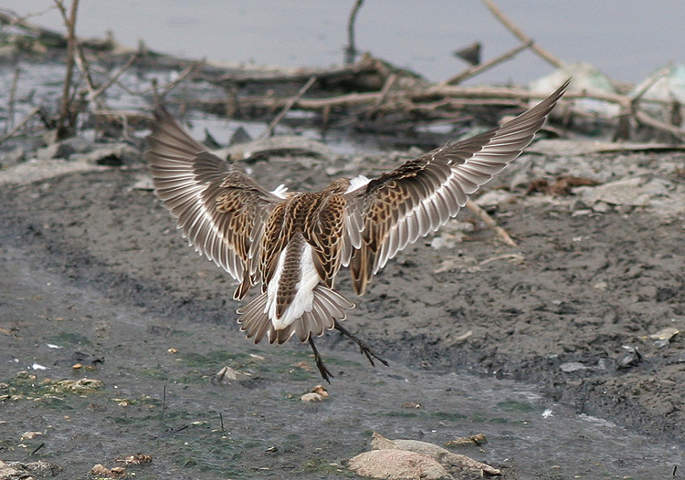 Philomachus pugnax