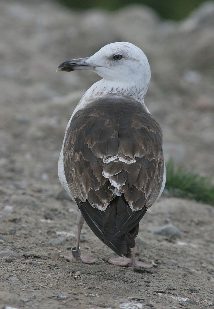 Larus fuscus