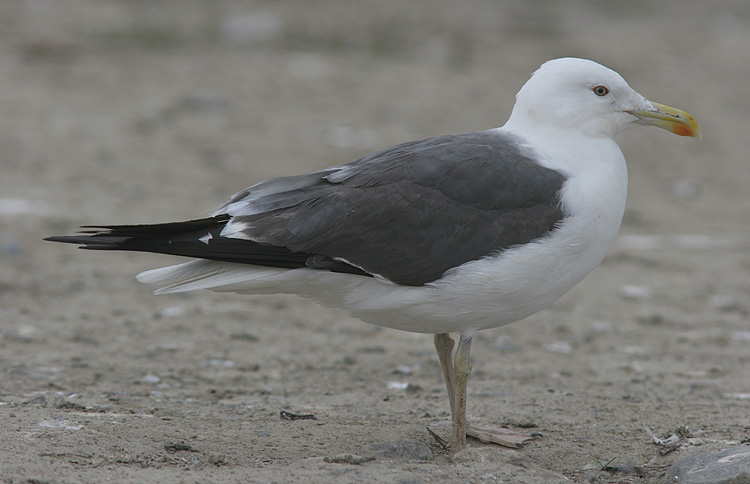 Larus (f.) heuglini