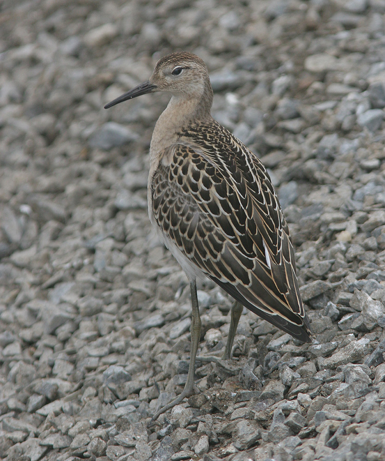 Philomachus pugnax