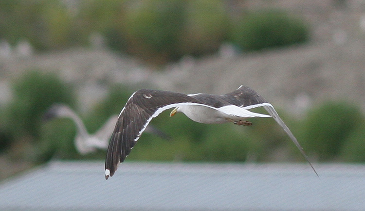Larus fuscus