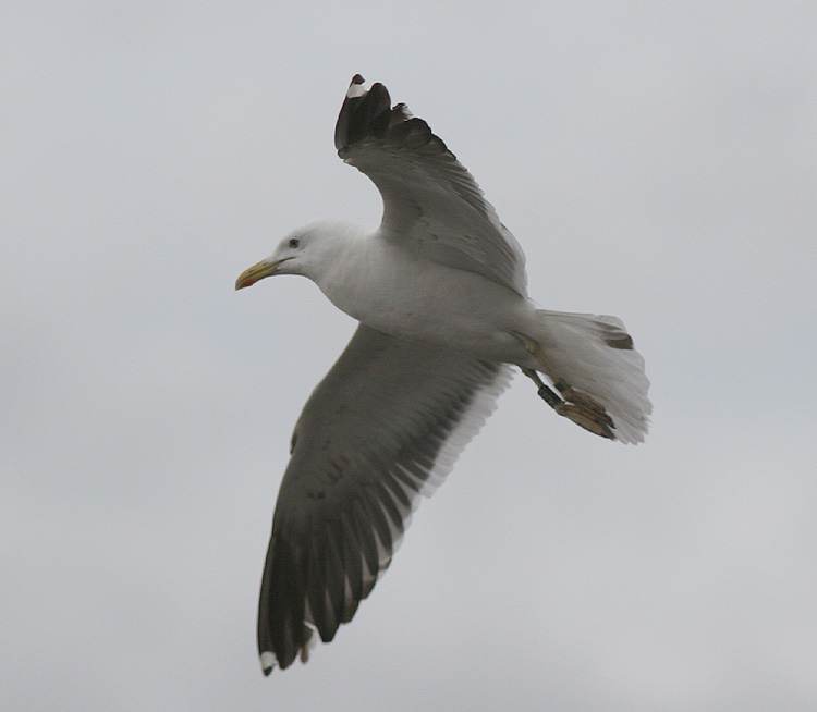 Larus fuscus