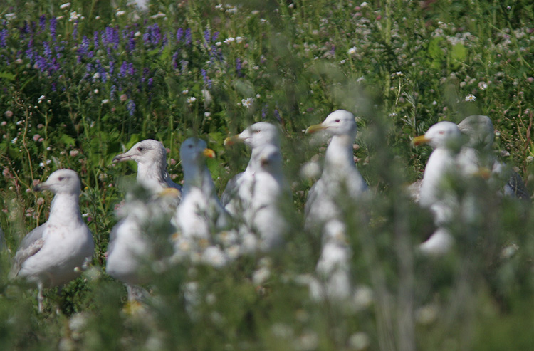 Larus cachinnans