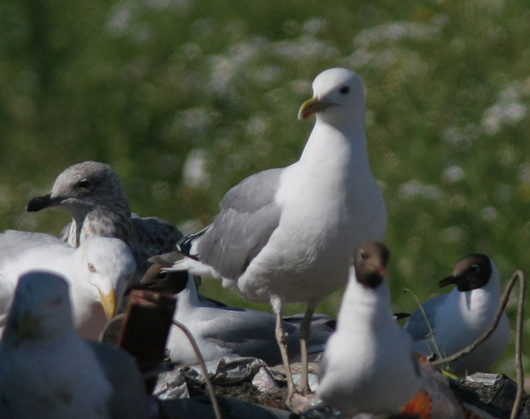 Larus cachinnans