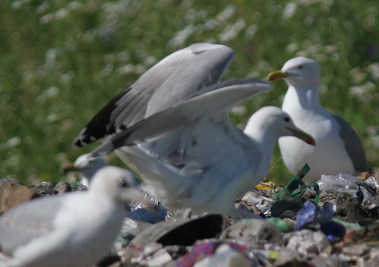 Larus cachinnans