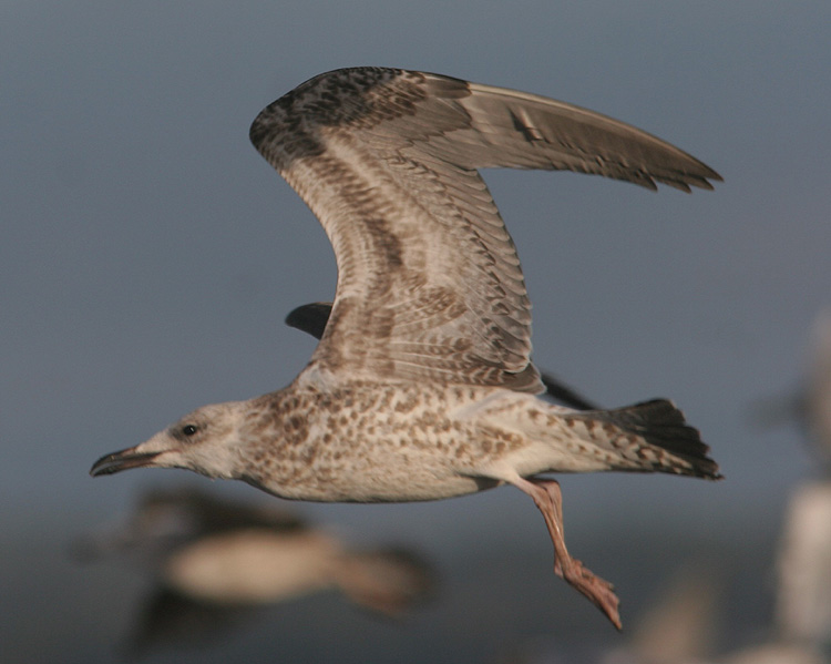 Larus cachinnans