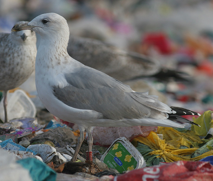 Larus argentatus