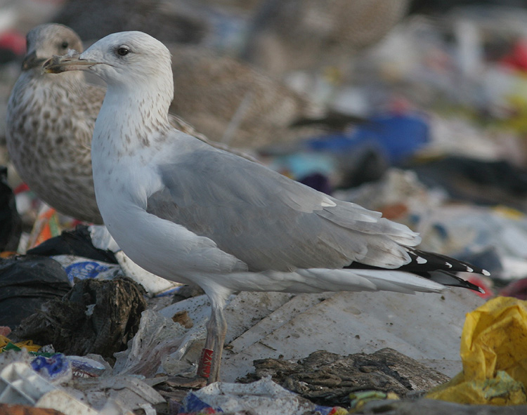 Larus argentatus