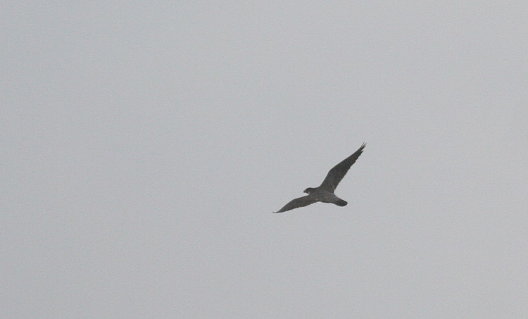 Falco peregrinus