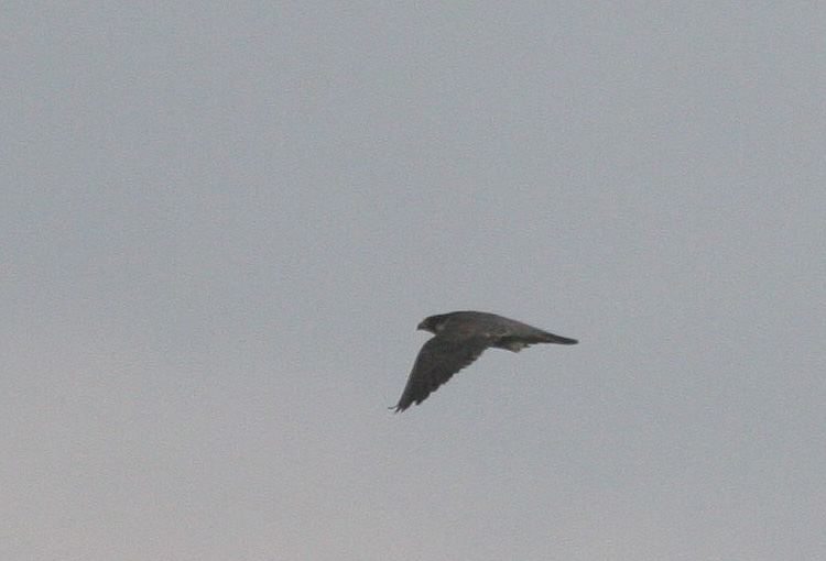 Falco peregrinus