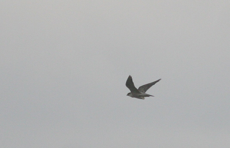Falco peregrinus