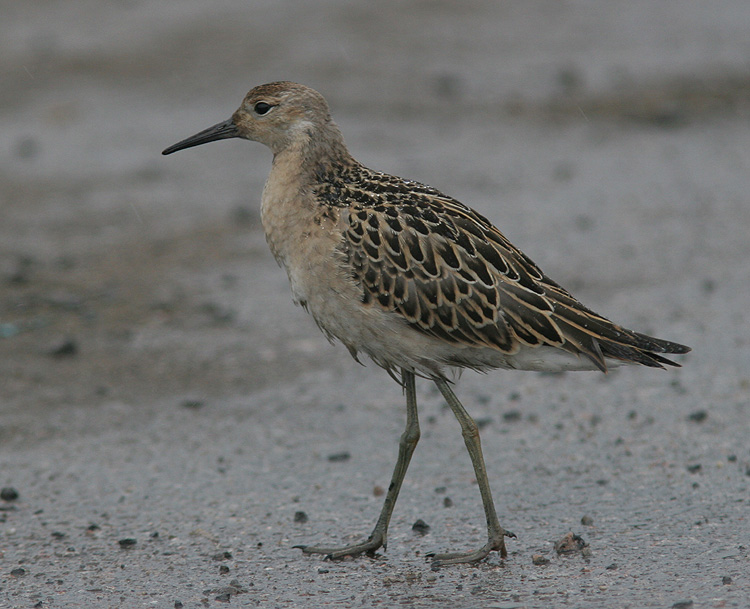 Philomachus pugnax