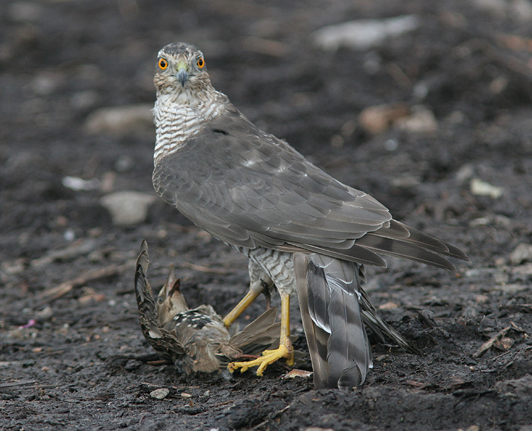 Accipiter nisus