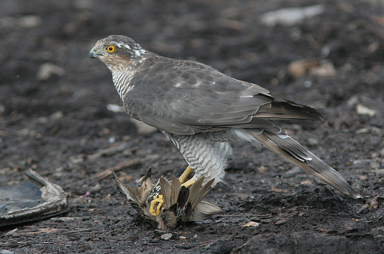 Accipiter nisus