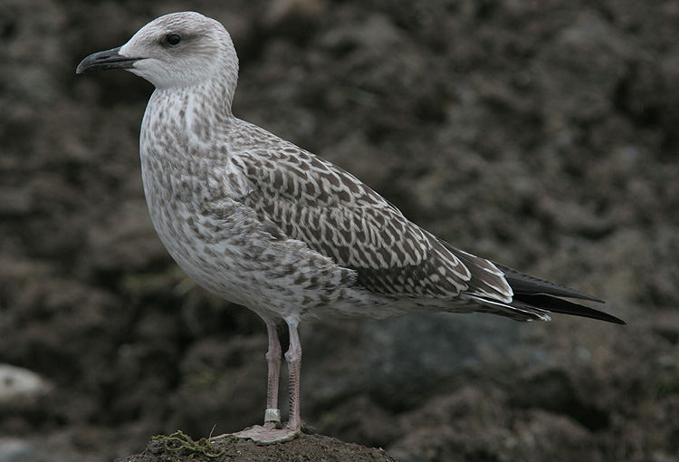 Larus fuscus