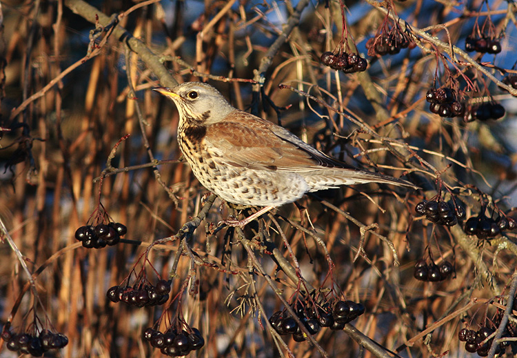 Turdus pilaris