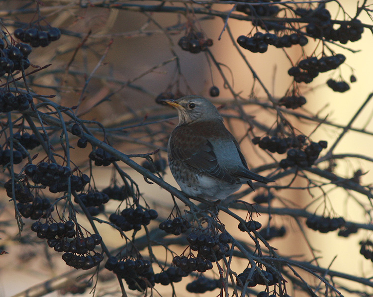 Turdus pilaris